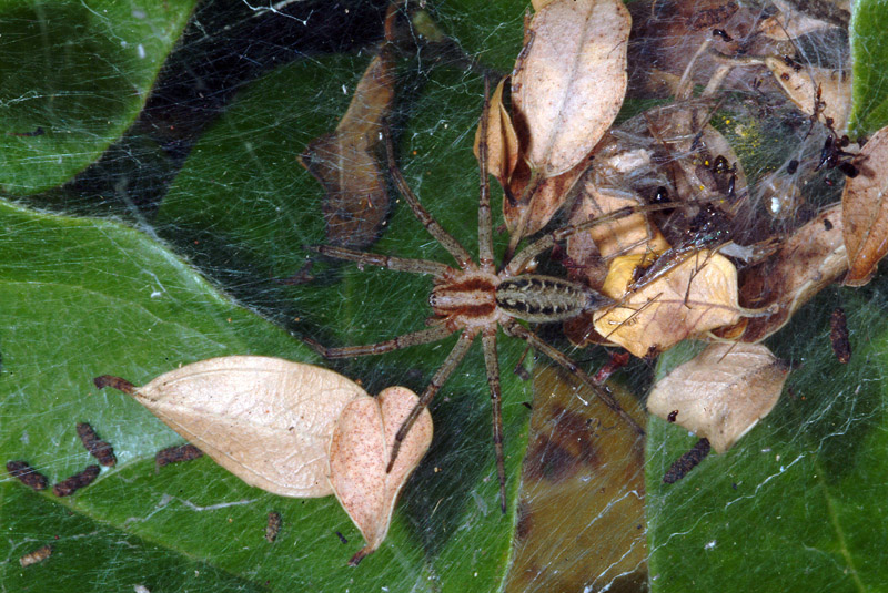 Agelena sp.